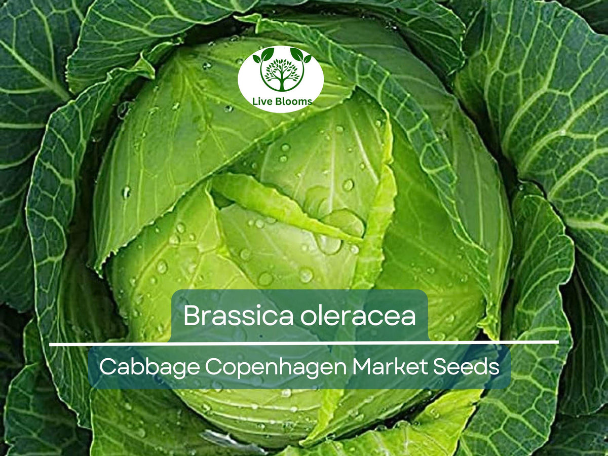 250 Seeds Cabbage Copenhagen Market Heirloom - Brassica oleracea for Planting, Gardening & Fresh Harvests