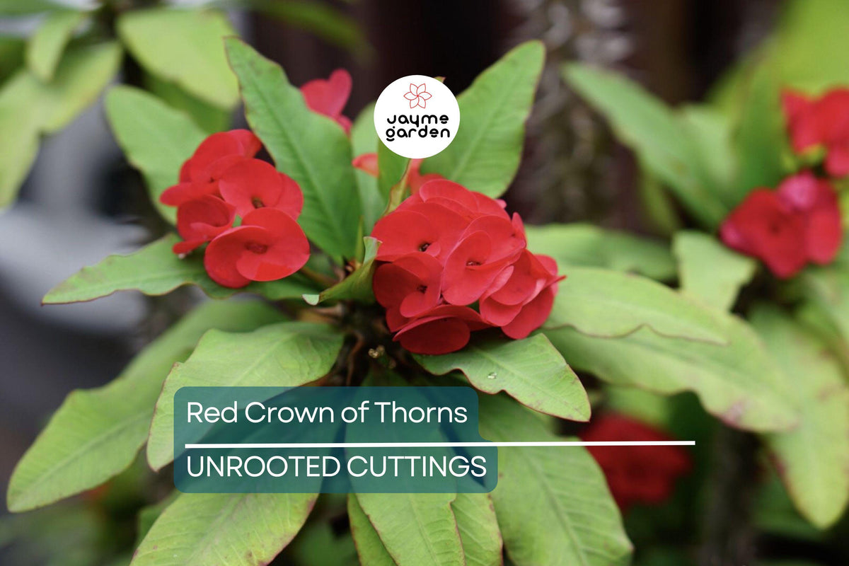 Red Crown of Thorns Cutting | Unrooted Euphorbia Milii | Tropical Succulent | Drought-Tolerant | Easy to Grow, Exotic Blooms
