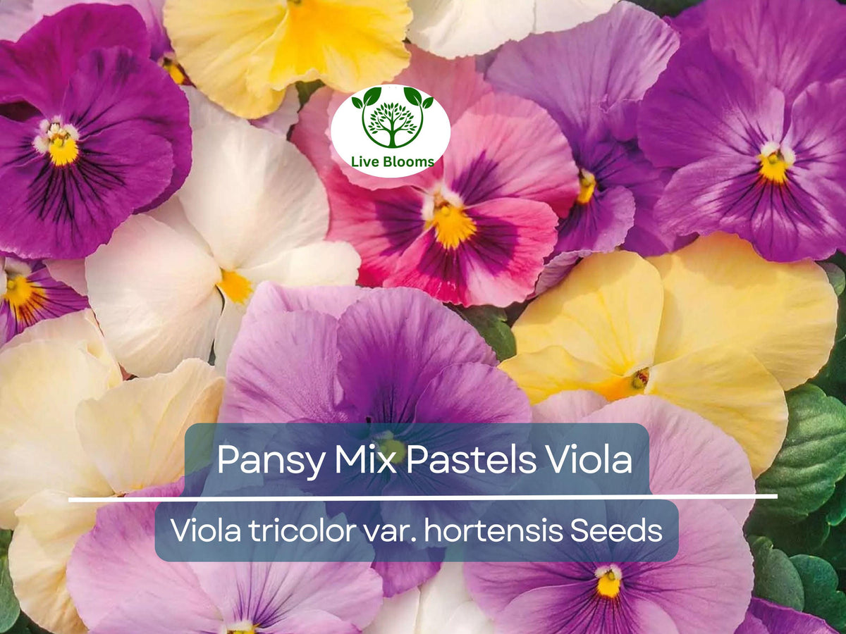 100 Seeds Pansy Mix Pastels Edible Flowers Viola tricolor, Non-GMO, Vibrant Cool Weather Plants for Containers & Gardens
