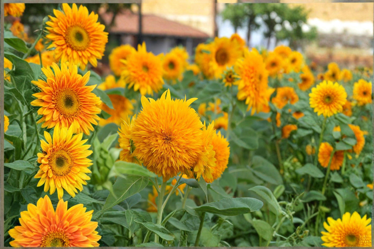 Teddy Bear Sunflower Seeds 1g - Dwarf Sungold Double Bloom - Helianthus annuus