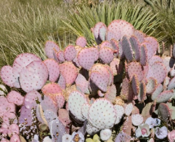 Unrooted Cutting Purple Prickly Pear Cactus Pad - Opuntia Durazilla Live Segment