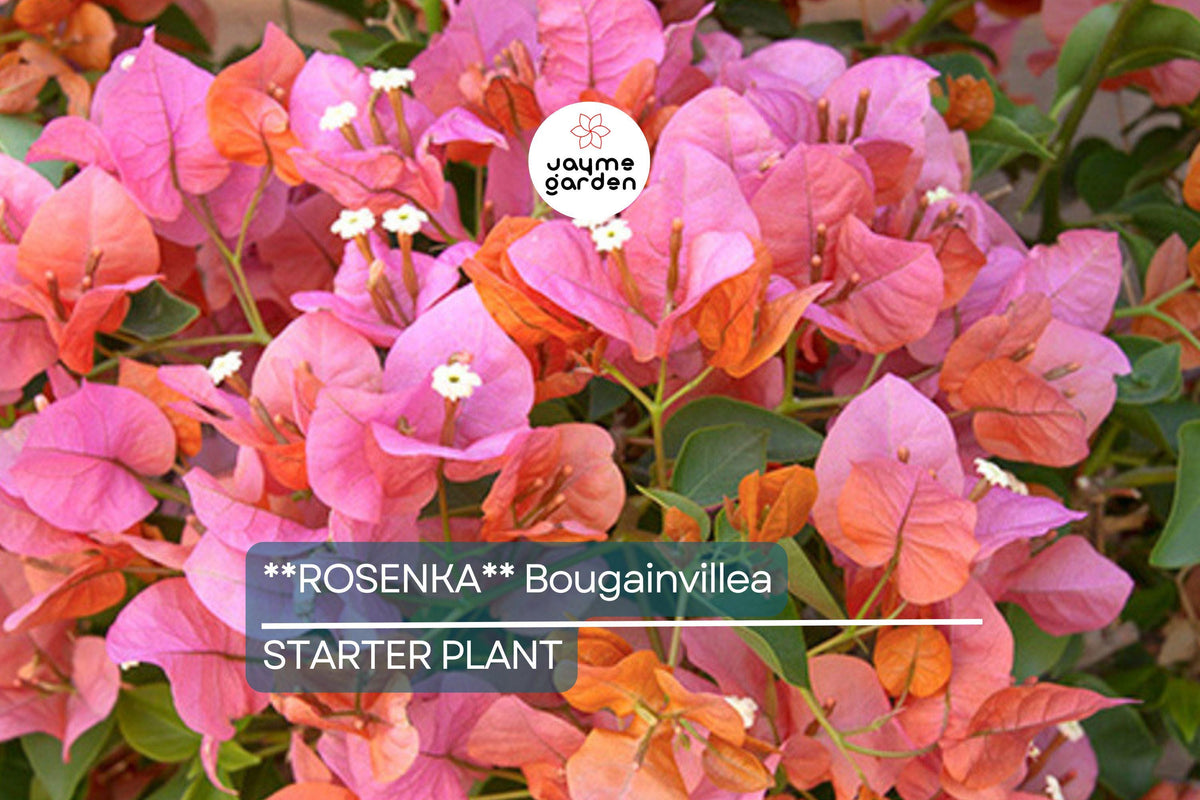 Rosenka Bougainvillea Starter Plant | Rare Well-Rooted Plug | Colorful Evergreen Vine | Bougainvillea spp. for USDA Zones 9+