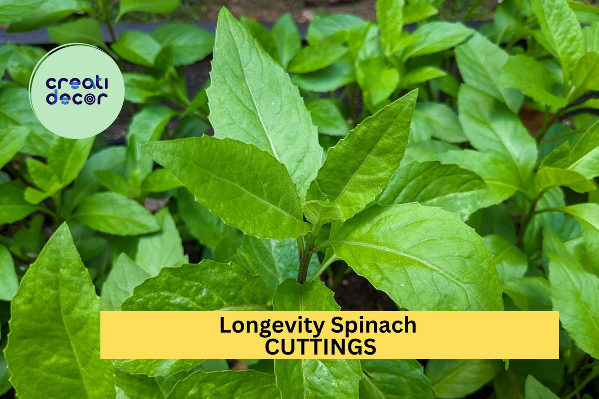 8 Longevity Spinach Cuttings - Gynura procumbens - Fresh 6" Edible Stems for Garden or Pots - Perennial Green