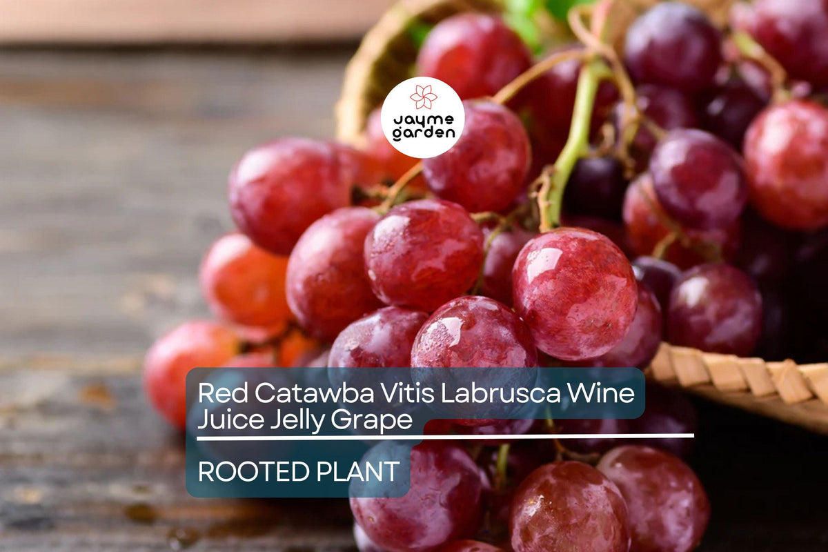 Organic Red Catawba Grape Vine - Rooted Plant, Vitis Labrusca - Sweet Purple-Red Grapes for Wine, Juice, Jelly, Self-Pollinating