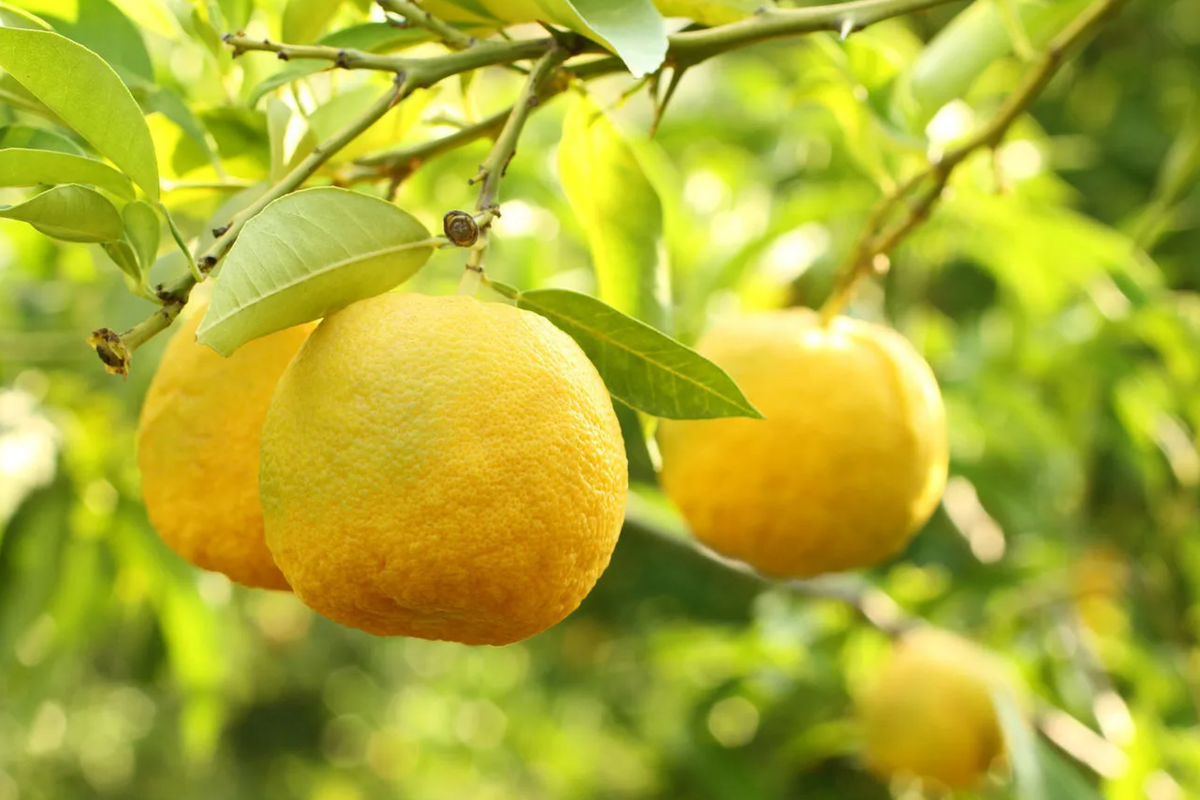 Yuzu Lemon Seeds - 5+ Cold-Hardy Fragrant Citrus - Citrus junos - Perfect for Garden & Patio