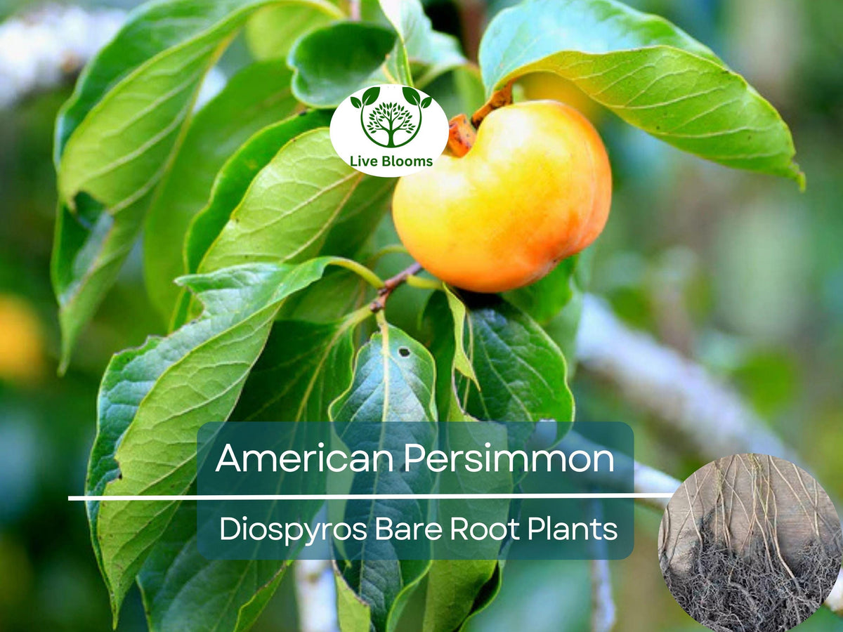 Live Bare Root American Persimmon Tree (12-24in) - Diospyros virginiana, Cold Hardy, Non-GMO, Edible Landscape, Native Fruit Tree