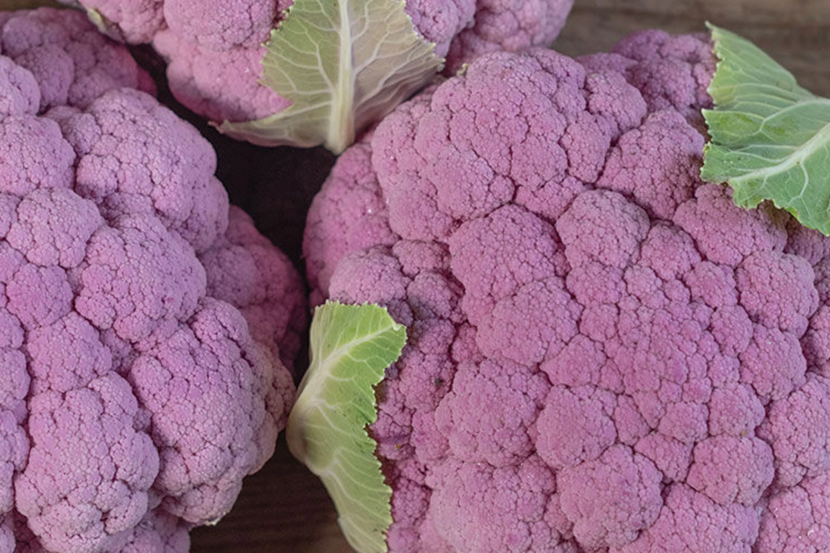 Cauliflower Seeds 1g Self-Blanching Brassica oleracea Creamy White Easy-Grow Vegetable for Home Garden