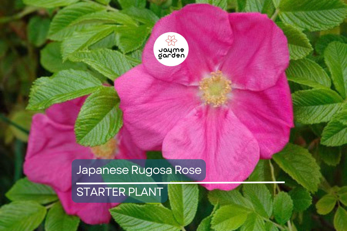 Japanese Rugosa Rose Starter Plant | Bare Root 6"-12" | Hardy Fragrant Rosa Rugosa | Salt-Tolerant Pink Flowers for Zones 5-10