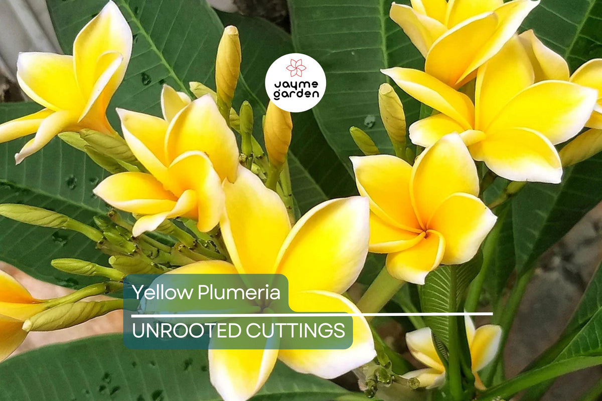 Yellow Plumeria Cutting 10" Unrooted, Frangipani Flowering Starter, Tropical Perennial, Plumeria spp., Hawaii Grown