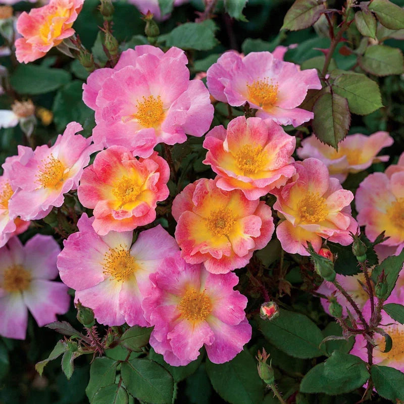 Super Rare Home Run Rose Cuttings - 3 Unrooted Coral-Orange Floribunda - Rosa ‘Home Run’ for Rooting or Grafting