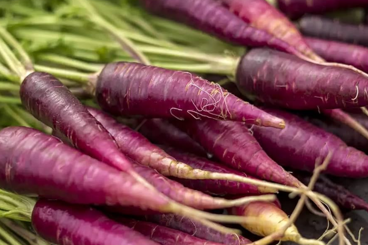 Purple Carrot Seeds - 1000 Count Heirloom Non-GMO Daucus carota subsp. sativus - Unique Deep Purple Color & Sweet Flavor