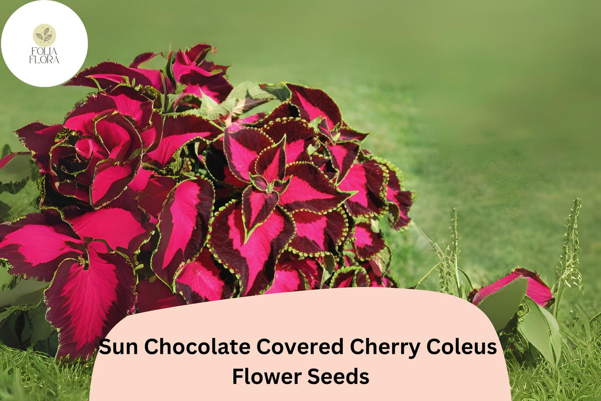 25+ Chocolate Covered Cherry Coleus Seeds | Premium Annual Shade Plant | Deep Burgundy & Pink Foliage | Plectranthus scutellarioides