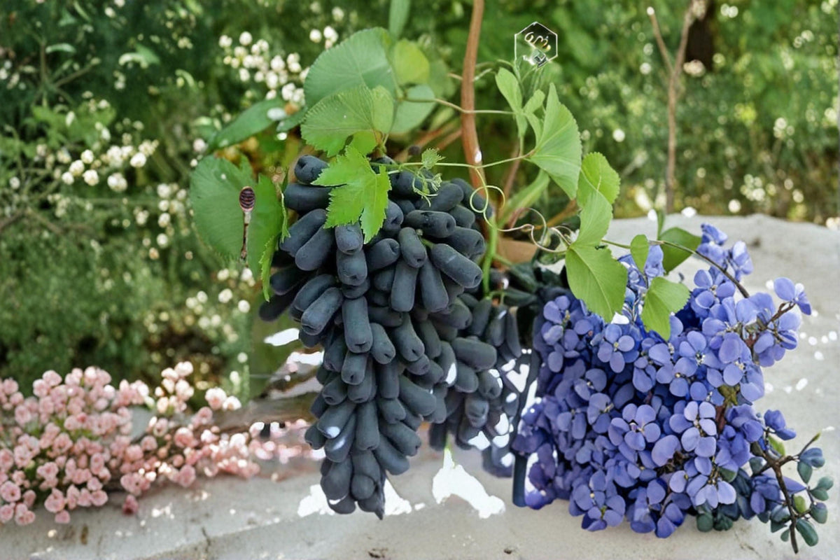 Moon Drop Grape Cuttings 6-8" Seedless Vine (Vitis vinifera) - 5 Unrooted Cuttings for Propagation and Home Gardens