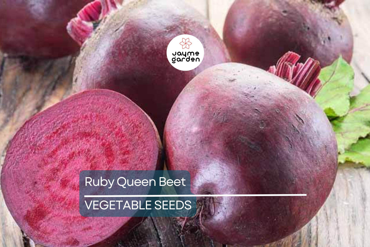 500 Ruby Queen Beet Seeds – Non-GMO Heirloom, Tender Flavor, Ideal for Canning, Beta vulgaris "Ruby Queen"