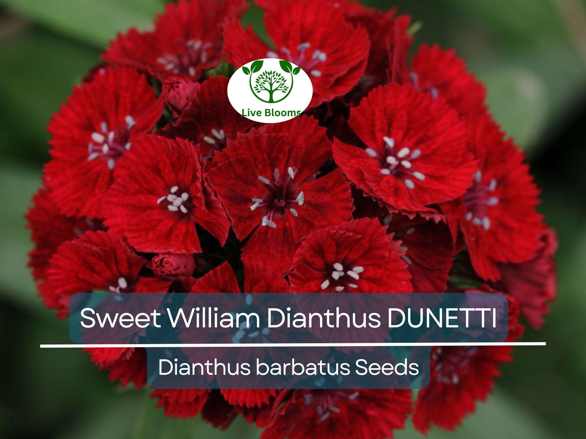200 Seeds Sweet William Seeds DUNETTI Red Flowers Dianthus barbatus Non-GMO Easy to Grow Attracts Butterflies Spring Blooms