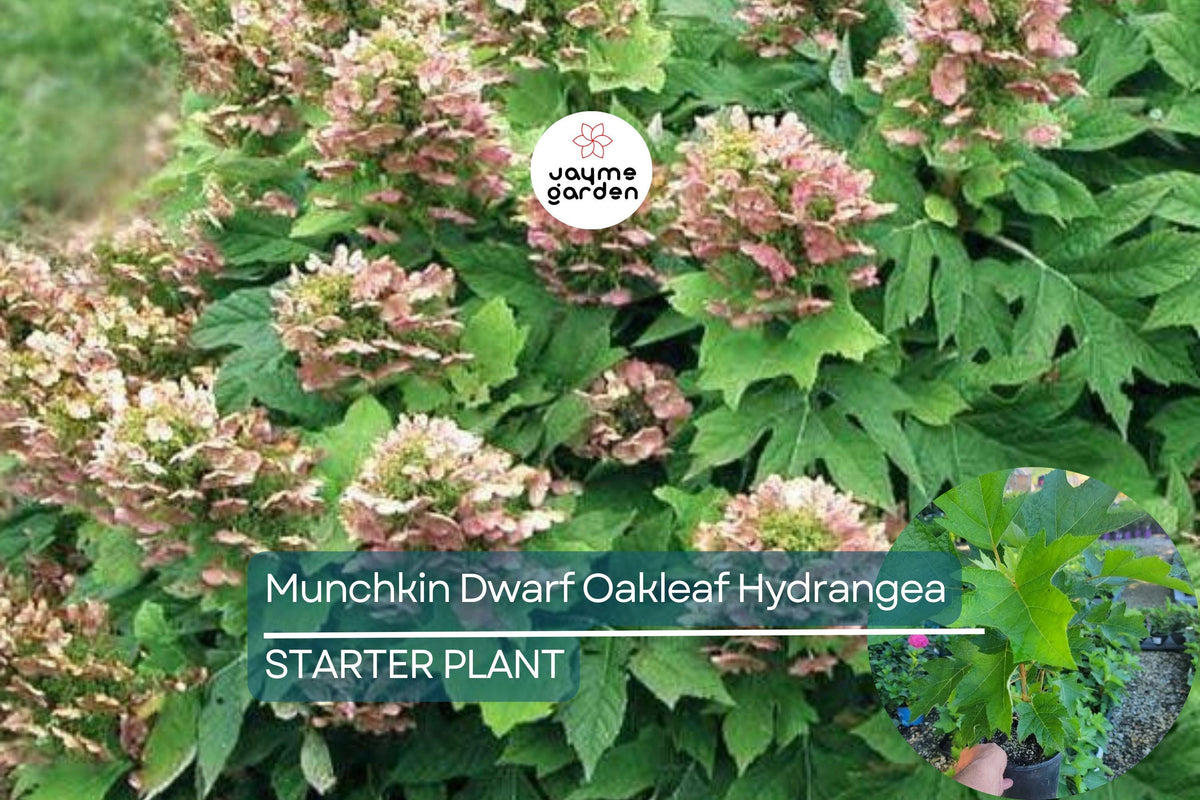 Munchkin Dwarf Oakleaf Hydrangea Starter Plant 6-12 Inch | Compact Shrub with White to Pink Blooms | Hydrangea quercifolia 'Munchkin'