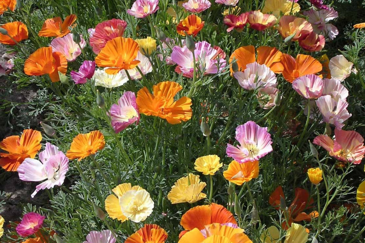 Ballerina Mix California Poppy Seeds | Drought Tolerant Multicolor Blooms | Eschscholzia Californica | Pollinator Friendly