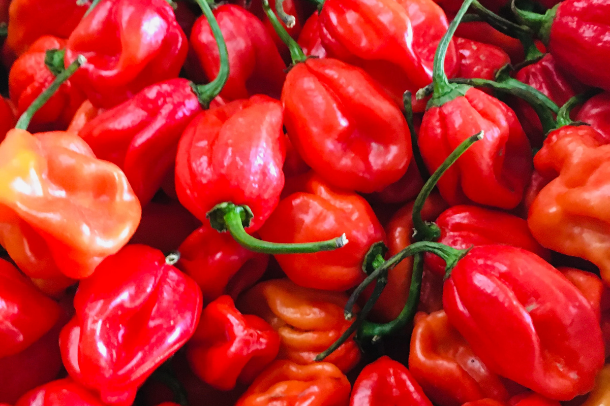 Habanero Pepper Seeds 250mg Caribbean Red Capsicum chinense | Spicy, Non-GMO, High Yield for Salsas & Sauces