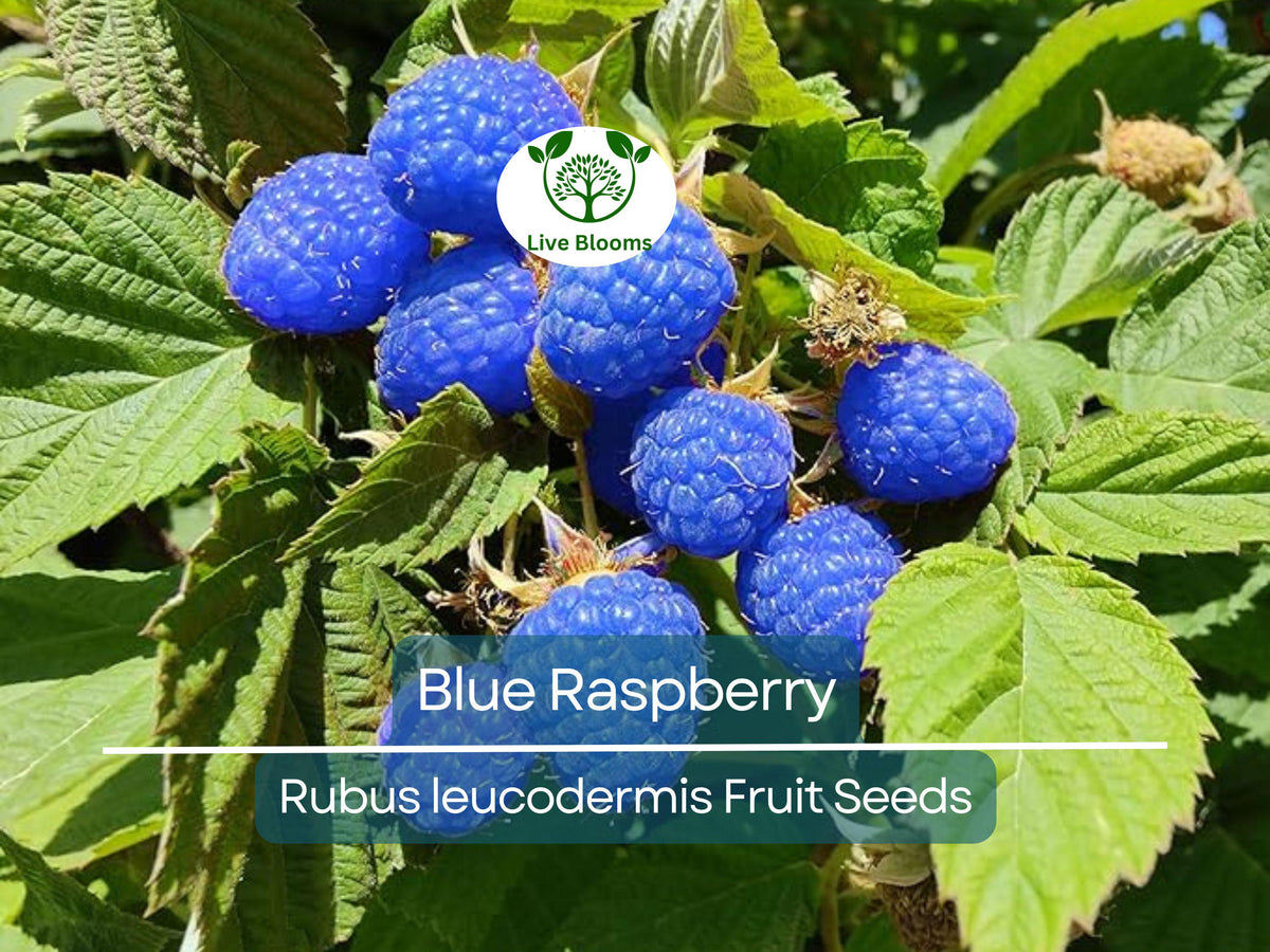 50 Blue Raspberry Bush Seeds - Organic, High Yield, Sweet Edible Fruit - Rubus idaeus var. 'Blue Raspberry'