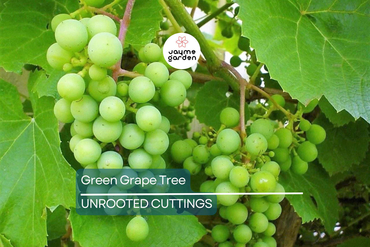 Live Green Grape Vine Cutting in Pot – Sweet Seedless Grapes (Vitis vinifera) for Outdoor Gardens, Easy to Grow, Sub-Tropical