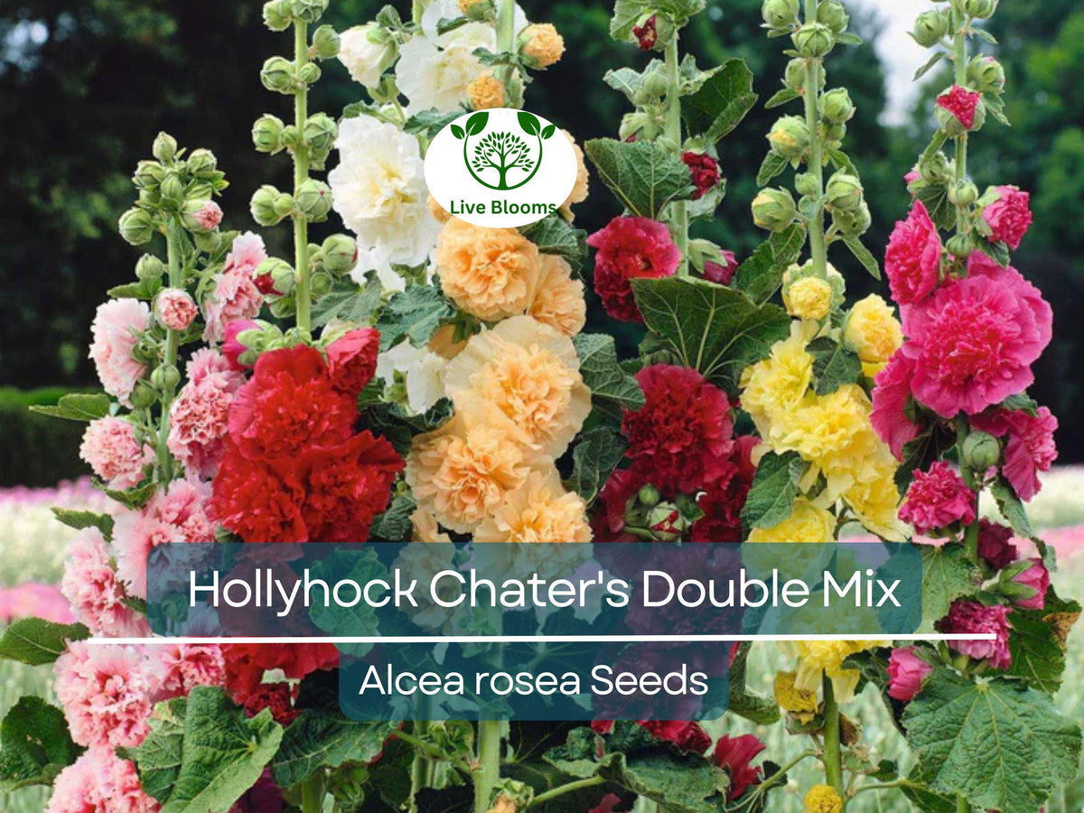 Hollyhock Seeds 100 Count - Chater's Double Mix Peony Flowered Blooms - Alcea Rosea - Non-GMO, Hardy, Easy to Grow Garden Flowers