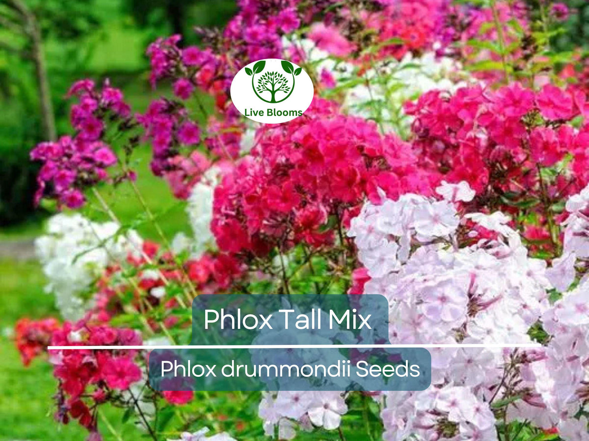 500 Seeds Phlox Tall Mix - Pink, White, Red Flowers - Heirloom, Non-GMO, Perennial, Vibrant Garden Blooms, Phlox paniculata