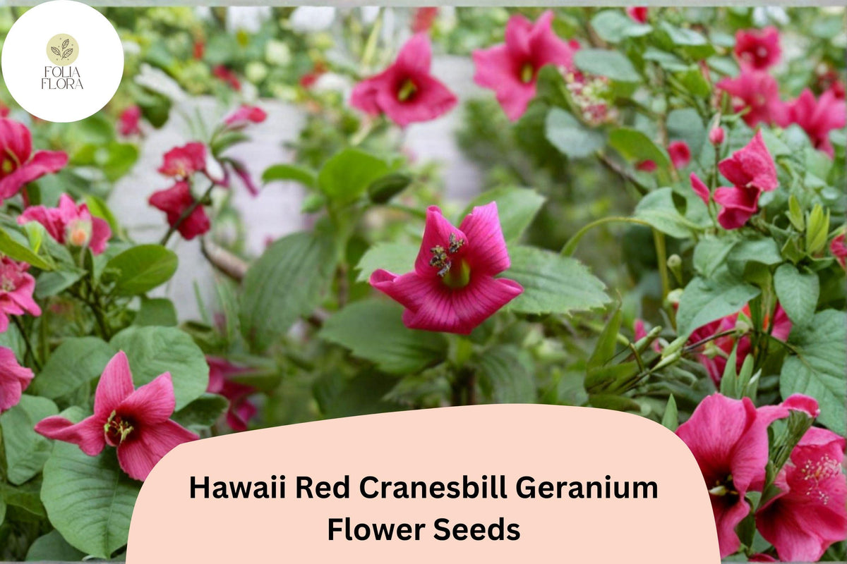 25+ Hawaii Red Geranium Seeds | Pink Hardy Perennial | Geranium sanguineum | Easy to Grow Garden Plant