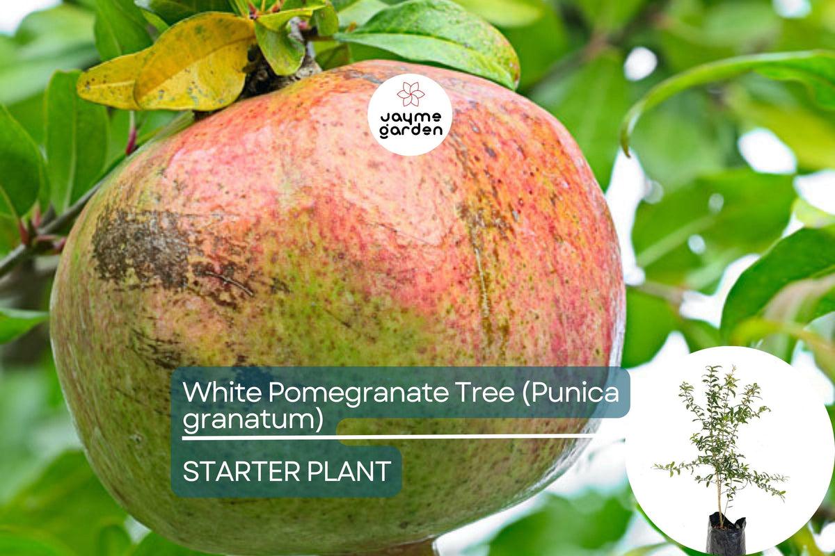 Live White Pomegranate Tree Starter Plant 12-24" | Drought-Tolerant Fruit Tree | Punica granatum | Sweet Tropical Garden Plant