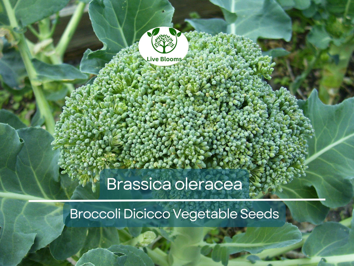 300 Seeds Broccoli Dicicco | Heirloom Vegetable Seeds | Brassica oleracea | Nutritious & Flavorful for Home Gardening