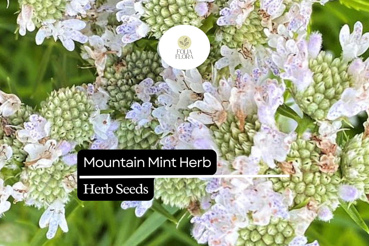 Mountain Mint Herb Seeds 30mg | Pycnanthemum spp. | Aromatic Perennial, Pollinator-Friendly, Medicinal Herb