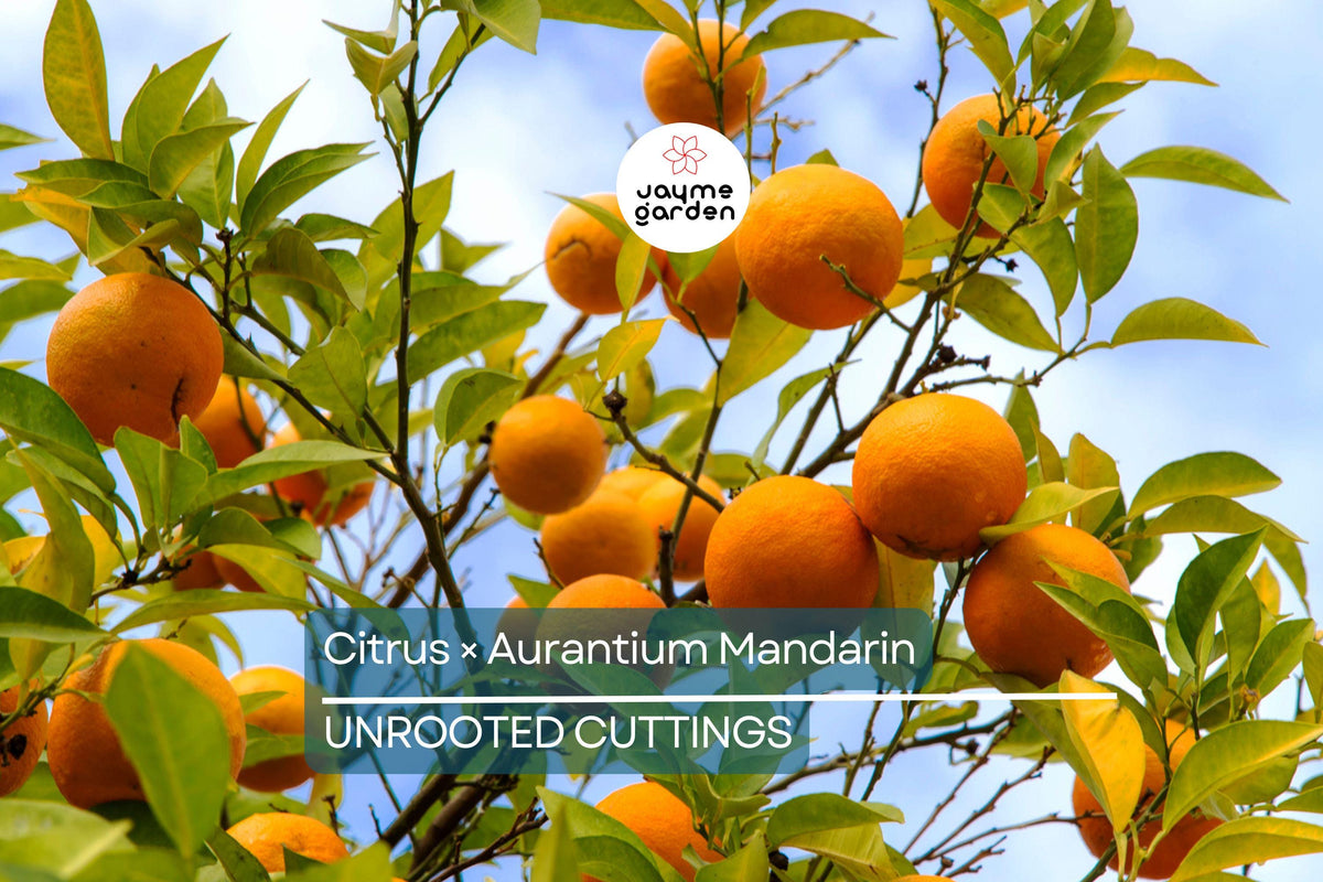 5 Unroot Cuttings Citrus × Aurantium Pixie Mandarin Orange Edible Sweet Fruit - Organic Fast-Growing Citrus Plant for USDA Zones 9-11