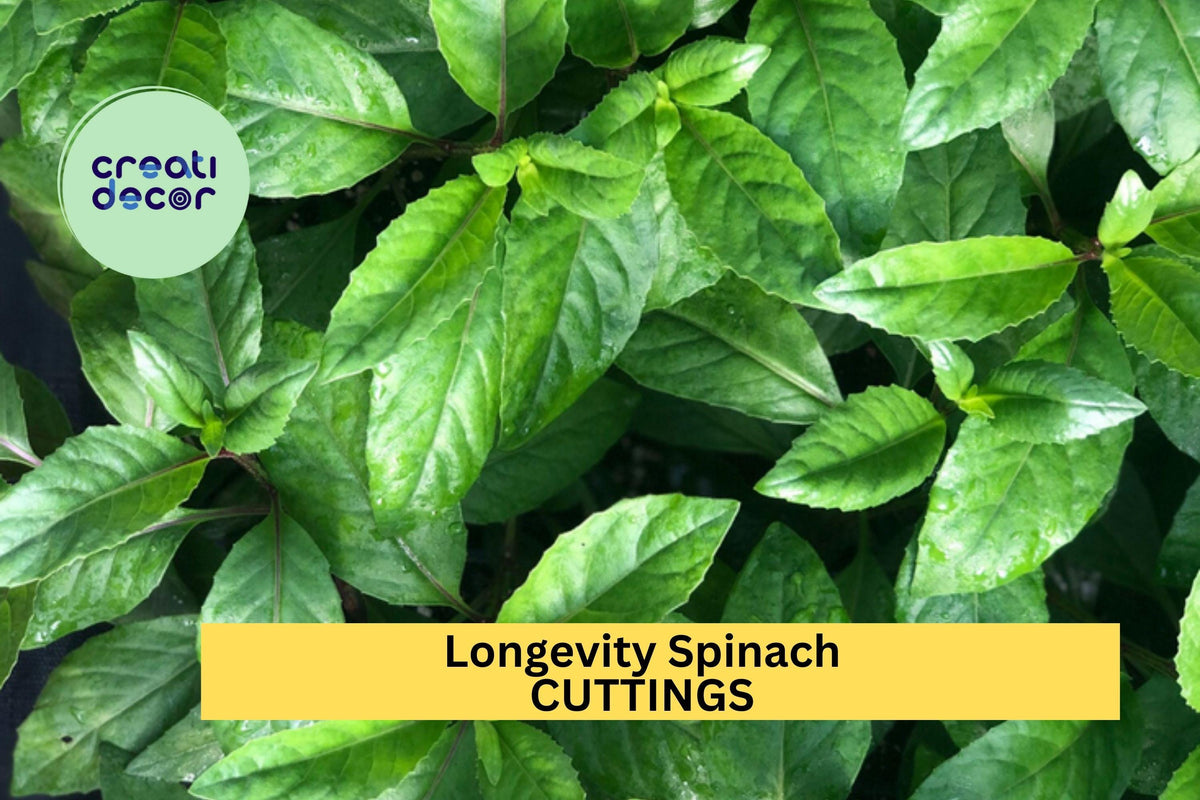5 Longevity Spinach Cuttings – Gynura procumbens – Unrooted Fresh Stems for Easy Growing – Ideal for Garden or Pot