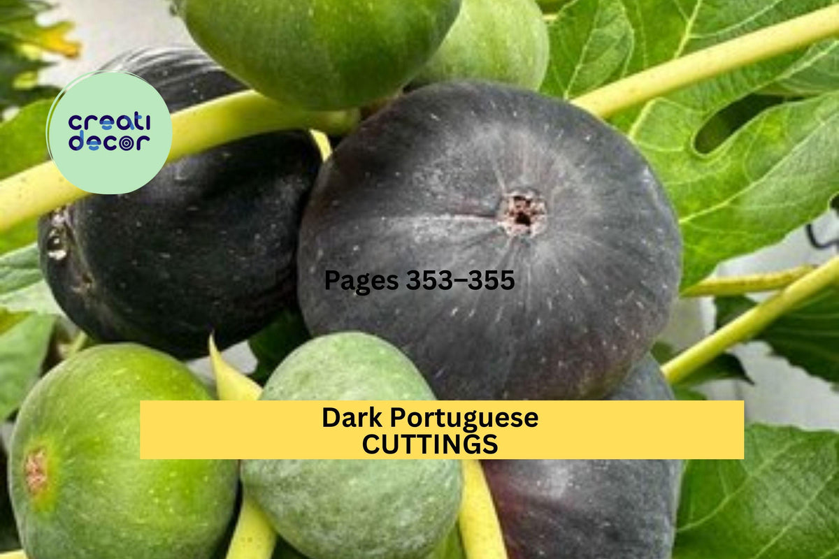 Dark Portuguese Fig Cutting – 8” Unrooted Stem with 3+ Nodes | Ficus carica for Propagation in Gardens and Pots