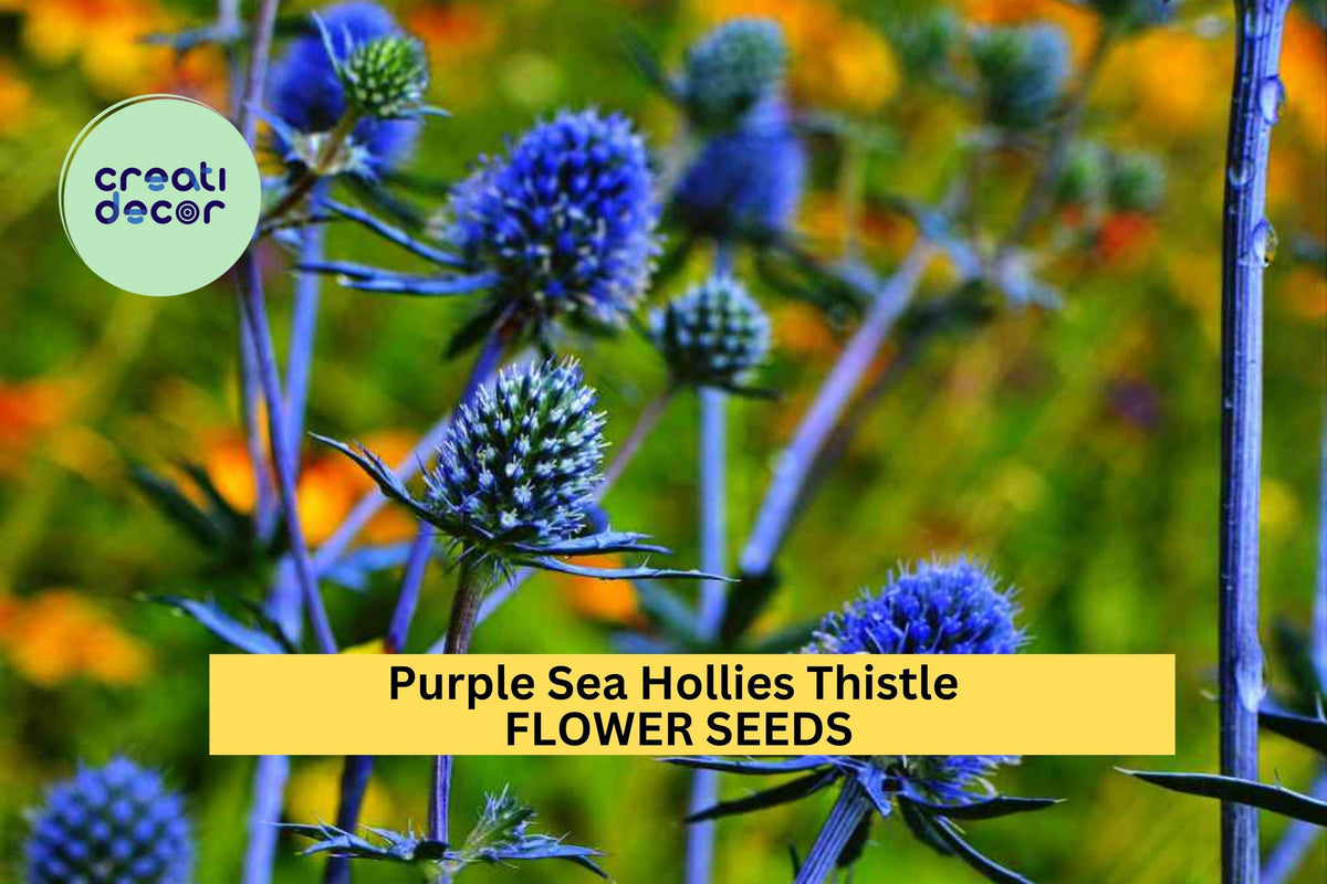 200+ Purple Sea Holly Seeds - Drought-Tolerant Perennial with Violet-Blue Blooms - Eryngium planum for Pollinator Gardens