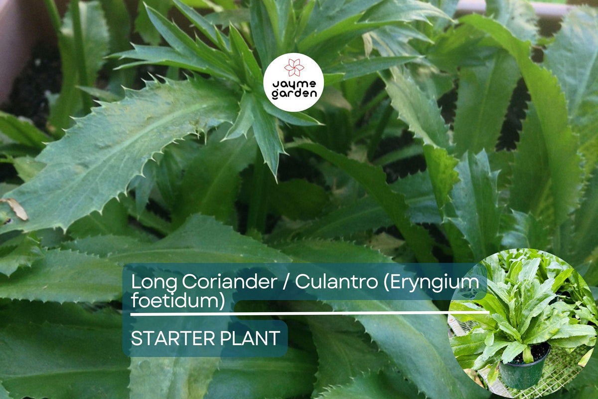 Long Coriander Starter Plant - Fresh Culinary Herb (Eryngium foetidum) - Vibrant Green Live Herb for Kitchen Garden