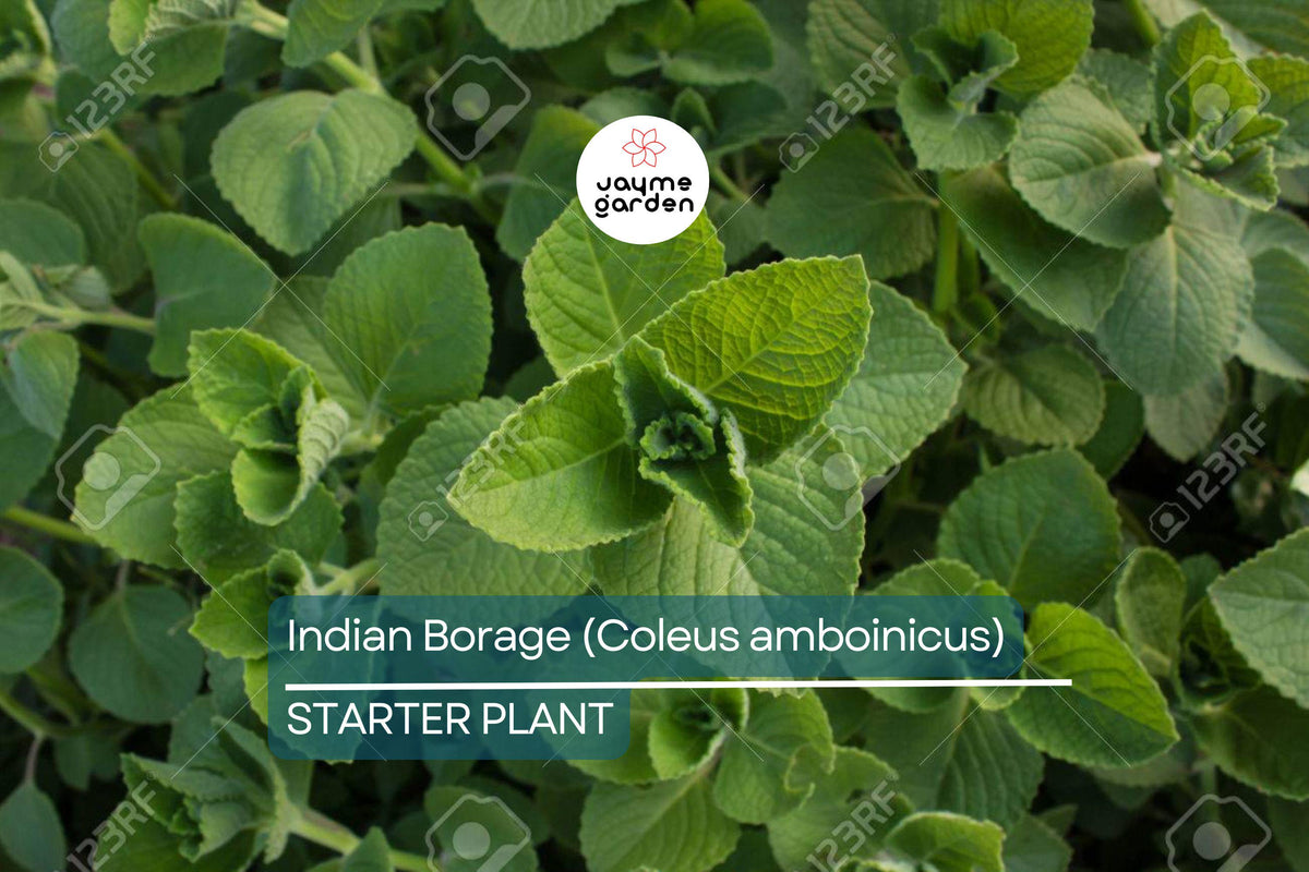 Indian Borage Live Herb Plant - Aromatic Culinary & Medicinal Tropical Herb (Coleus amboinicus) - Versatile Indoor/Outdoor Use
