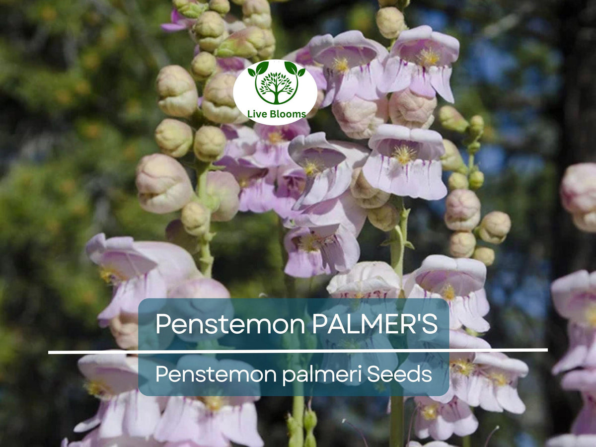 500 Seeds Penstemon Palmer's, Hummingbird & Bee Friendly, Non-GMO, Fragrant Flowers, Penstemon palmeri