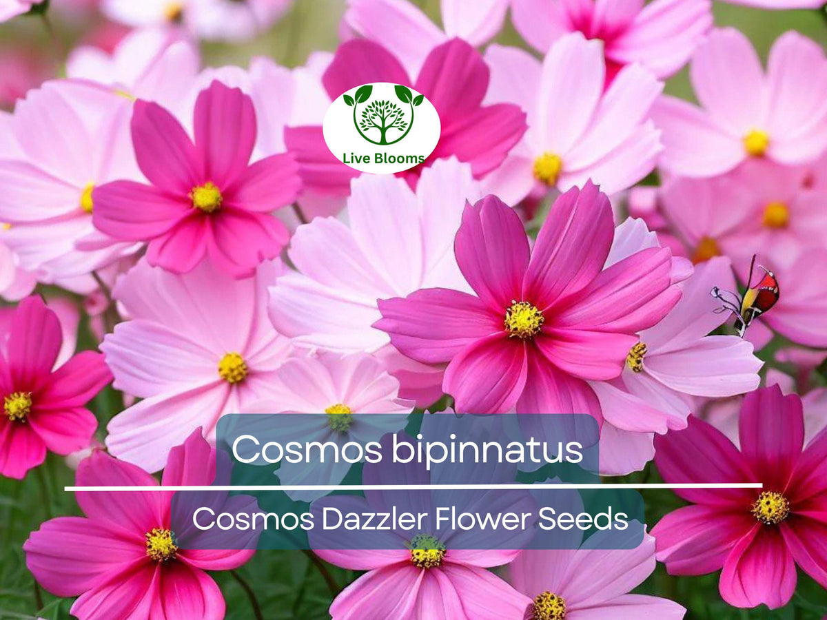 Cosmos Seeds 1 Gram Dazzler Vibrant Pink Blooms Cosmos bipinnatus for Gardens, Pollinator Habitats & Decorative Landscaping