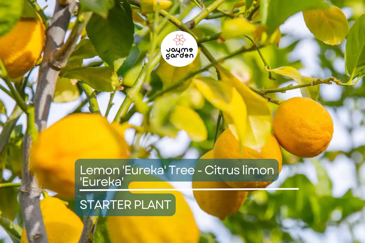 Eureka' Lemon Tree Seedling | 3-8" Tall | Citrus limon | Indoor & Outdoor | High-Yielding Fruit Plant