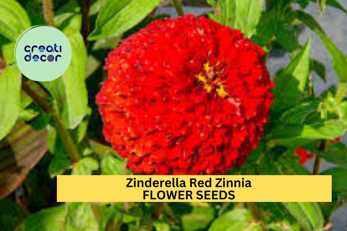 Zinderella Red Zinnia Seeds - 100+ Scabiosa-Type Double Red Flowers - Zinnia elegans - Heat-Tolerant Garden Seeds
