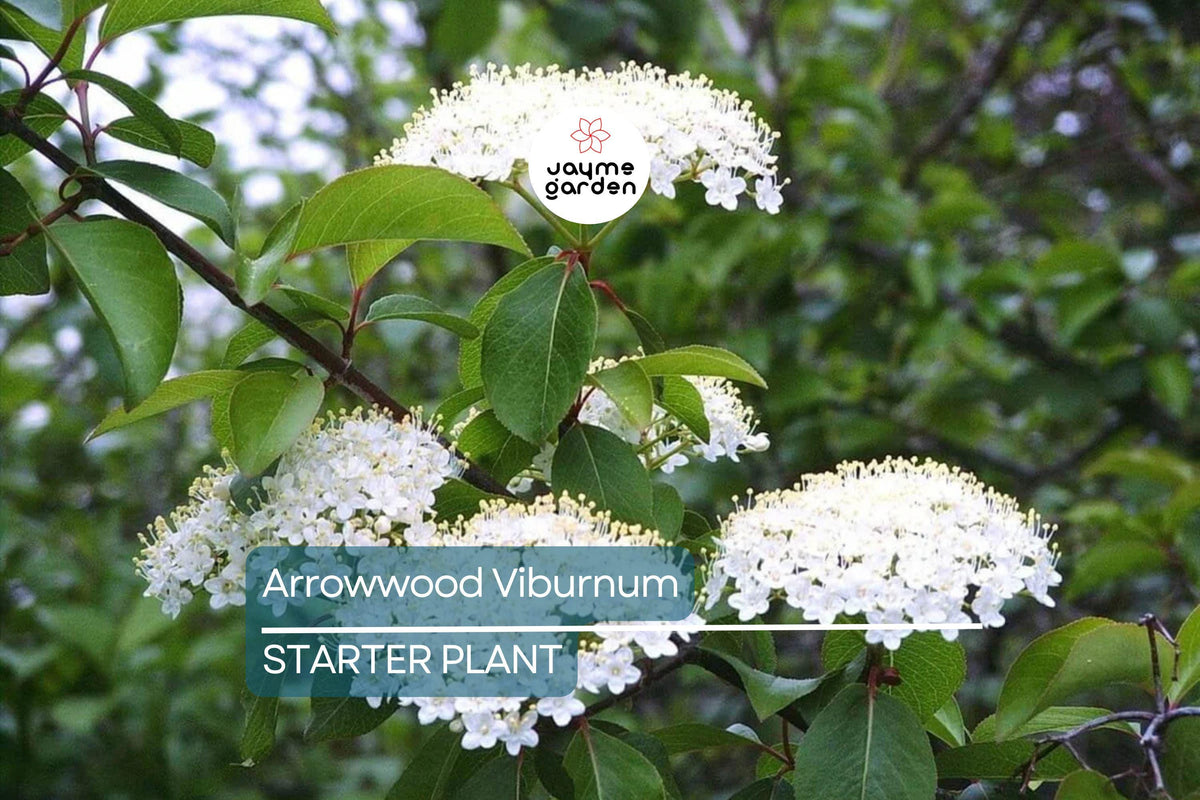 Arrowwood Viburnum Bush | Live Bare Root Plant | Fast-Growing Shrub with White Flowers & Edible Blue-Black Berries | Viburnum dentatum