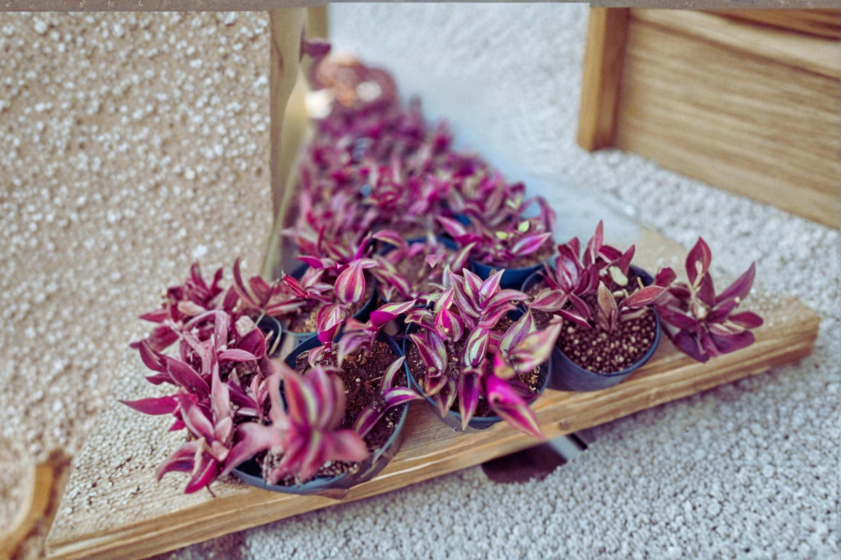 12 Cuttings Purple Wandering Jew 4–6 Inch Tradescantia Zebrina Unrooted Fresh Live Stem Cuttings for Propagation and Decor