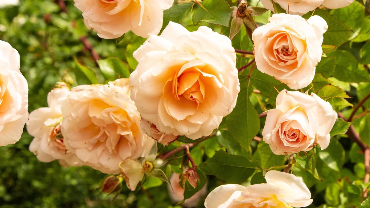 Yellow Apricot Rose Cuttings 5pcs | Live Unrooted Stems for Rooting | Fragrant Heirloom Variety | Rosa spp.
