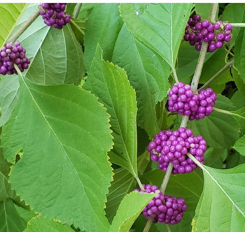 4 Beautyberry Bush Cuttings | Unrooted Stems | Purple Berry Shrub | Callicarpa americana | Wildlife & Pollinator Plant