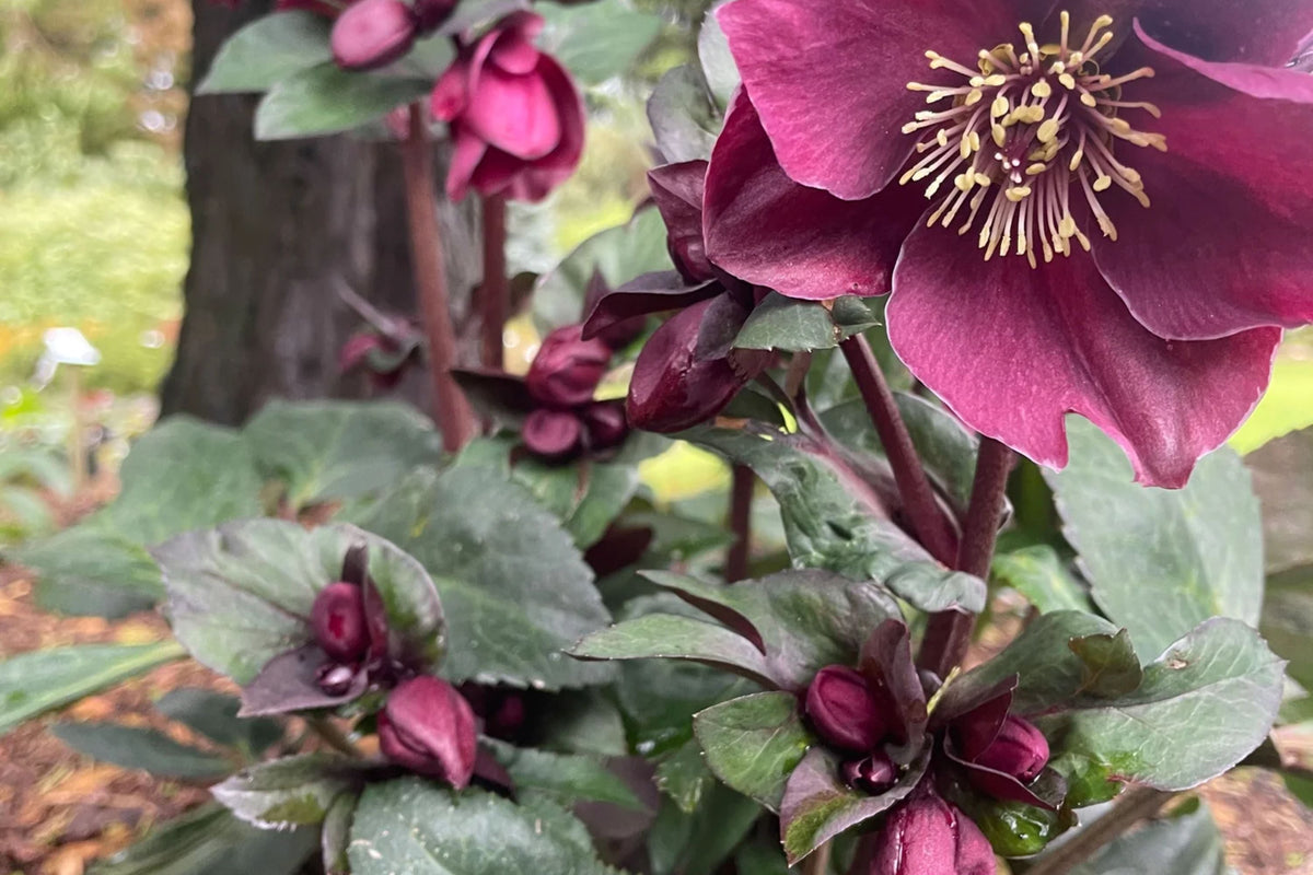 Hellebore Plant - Established Gallon Size, Burgundy Blooms, Lenten Rose, Helleborus x hybridus, Wedding Party® Series