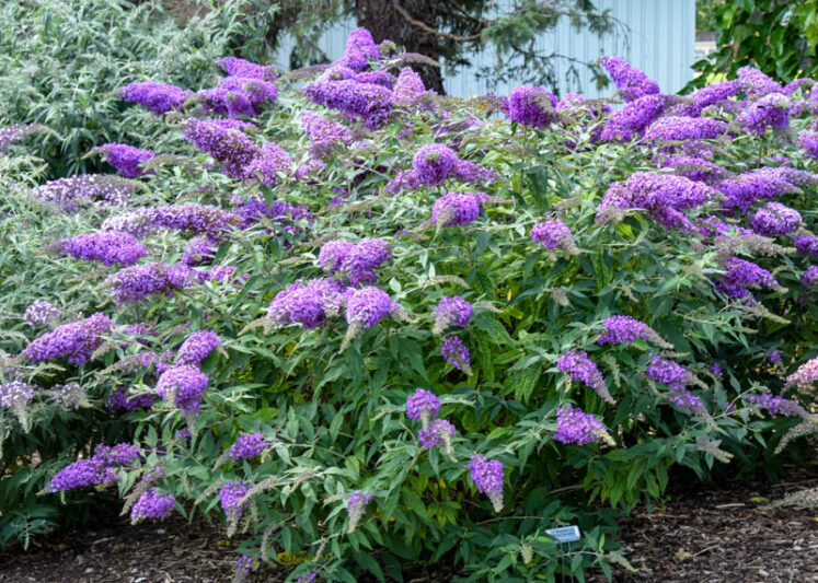 Buddleja Davidii Cuttings | 7 Unrooted 6" Purple Butterfly Bush | Attracts Pollinators | Fast-Growing Shrub