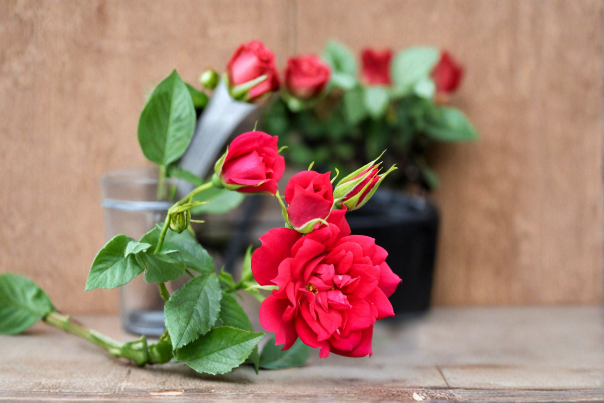Miniature Rose Plant 2 Gallon Beauty Secret Medium Red Blooms Rosa spp. Compact Bush for Garden Borders and Containers