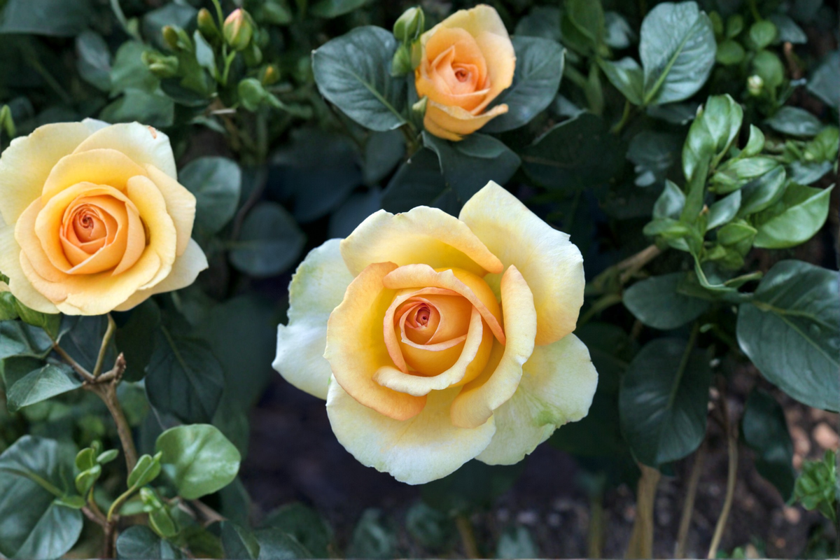 Gold Medal Grandiflora Rose Bush 5 Gal Live Plant - Yellow Orange Blooms, Rosa Hybrid, Large Flowering Garden Shrub