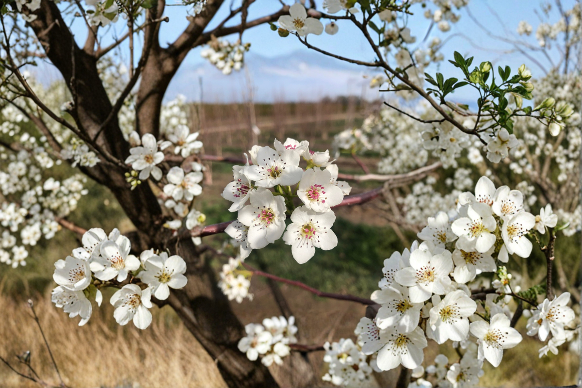 5 Gallon Aristocrat Flowering Pear Tree with White Spring Blooms - Pyrus calleryana ‘Aristocrat’ - Ornamental Landscape Tree