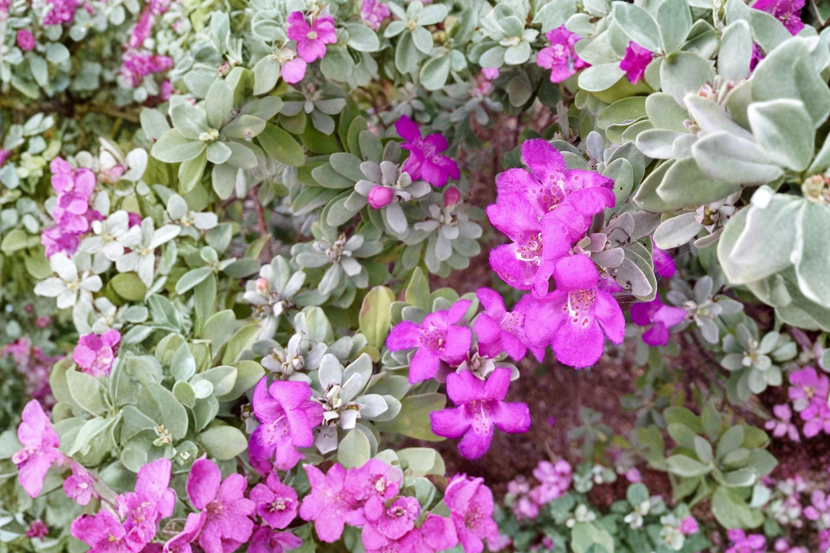 Texas Sage Shrub 3 Gal Live Plant - Purple Flowering Evergreen Bush, Drought Tolerant Landscape Plant, Leucophyllum frutescens